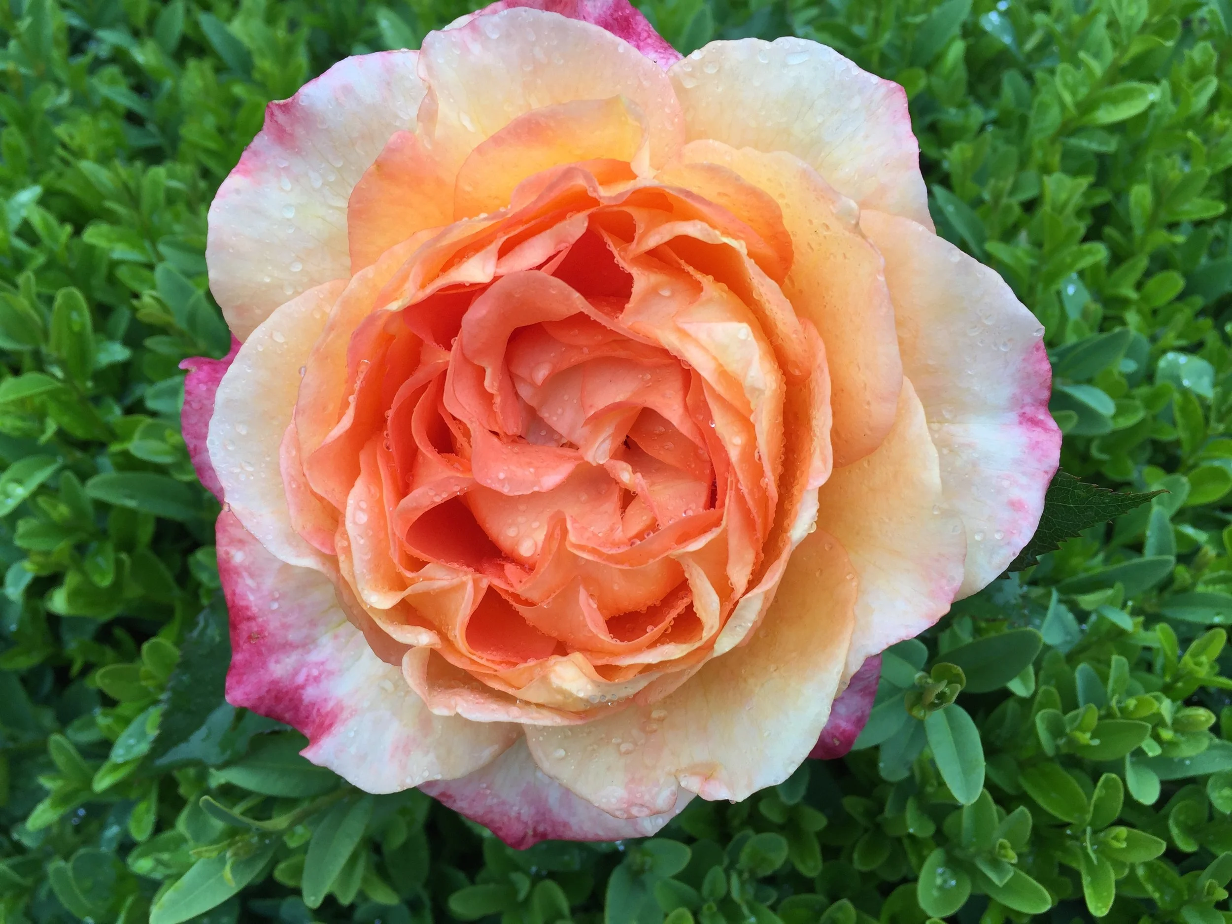 Berry Fragrant Showpiece — Select Roses